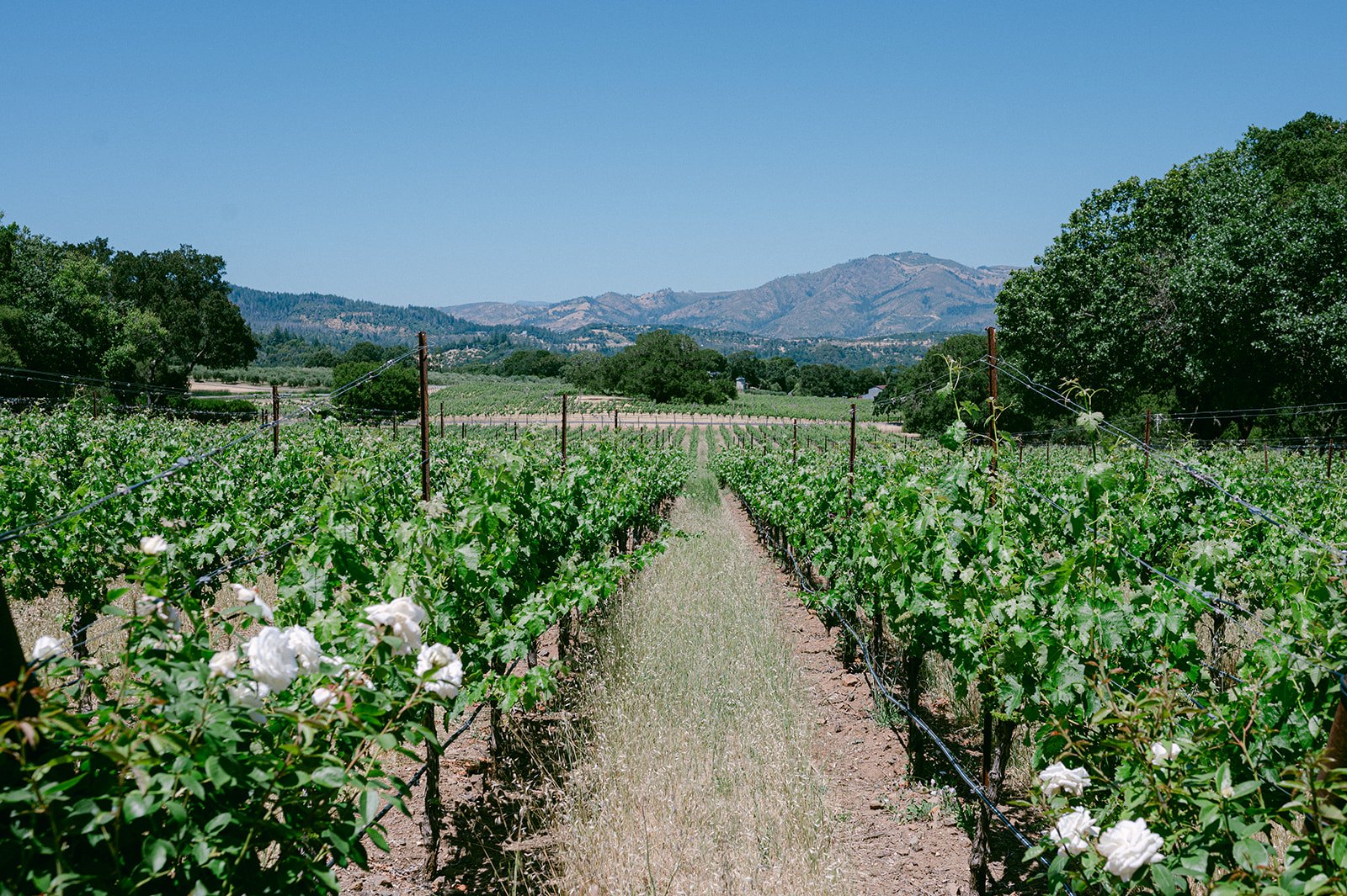 Sonoma Vineyard Estate — owner-supplied property photograph 7