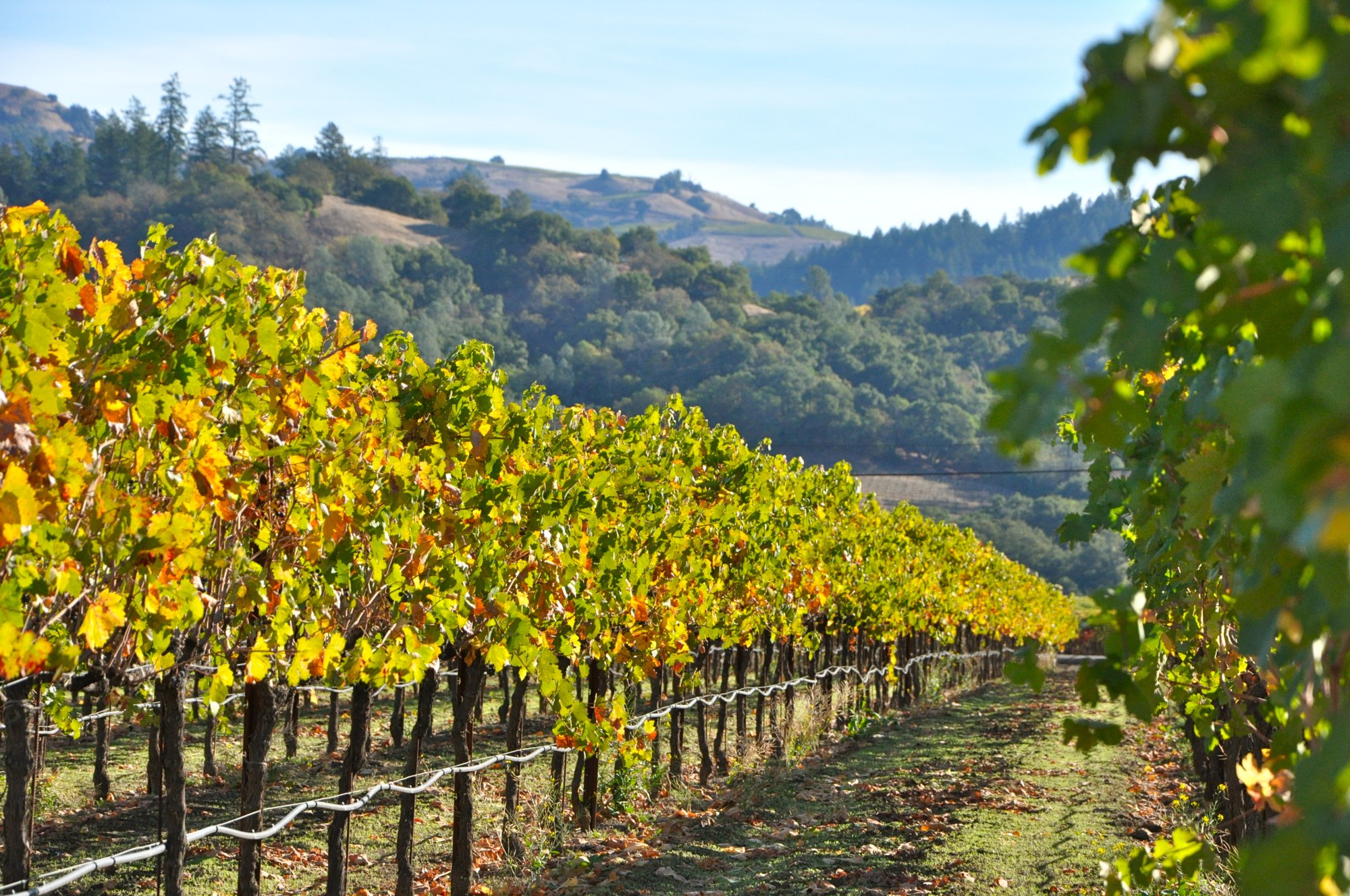 Zialena wedding venue in Geyserville, California wine country
