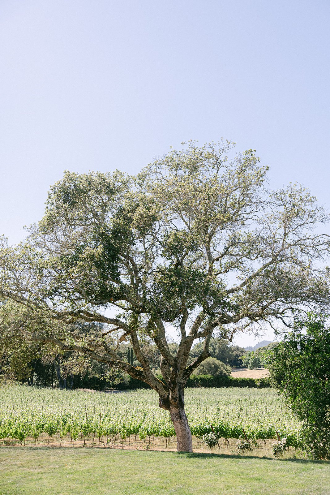Sonoma Vineyard Estate — owner-supplied property photograph 12